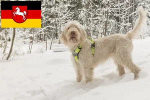 Read more about the article Aşağı Saksonya’da Spinone Italiano yetiştiricileri ve köpek yavruları