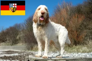 Read more about the article Saarland’da Spinone Italiano yetiştiricileri ve köpek yavruları