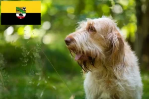 Read more about the article Saxony-Anhalt’da Spinone Italiano yetiştiricileri ve köpek yavruları