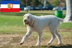 Read more about the article Schleswig-Holstein’da Spinone Italiano yetiştiricileri ve köpek yavruları