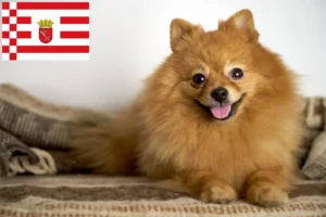 Read more about the article Bremen’de Spitz yetiştiricileri ve köpek yavruları