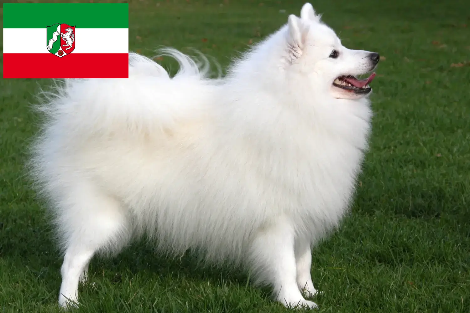 Read more about the article Kuzey Ren-Vestfalya’da Spitz yetiştiricileri ve köpek yavruları