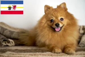 Read more about the article Mecklenburg-Vorpommern’de Spitz yetiştiricileri ve köpek yavruları