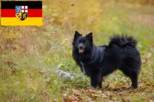 Read more about the article Saarland’da Spitz yetiştiricileri ve köpek yavruları
