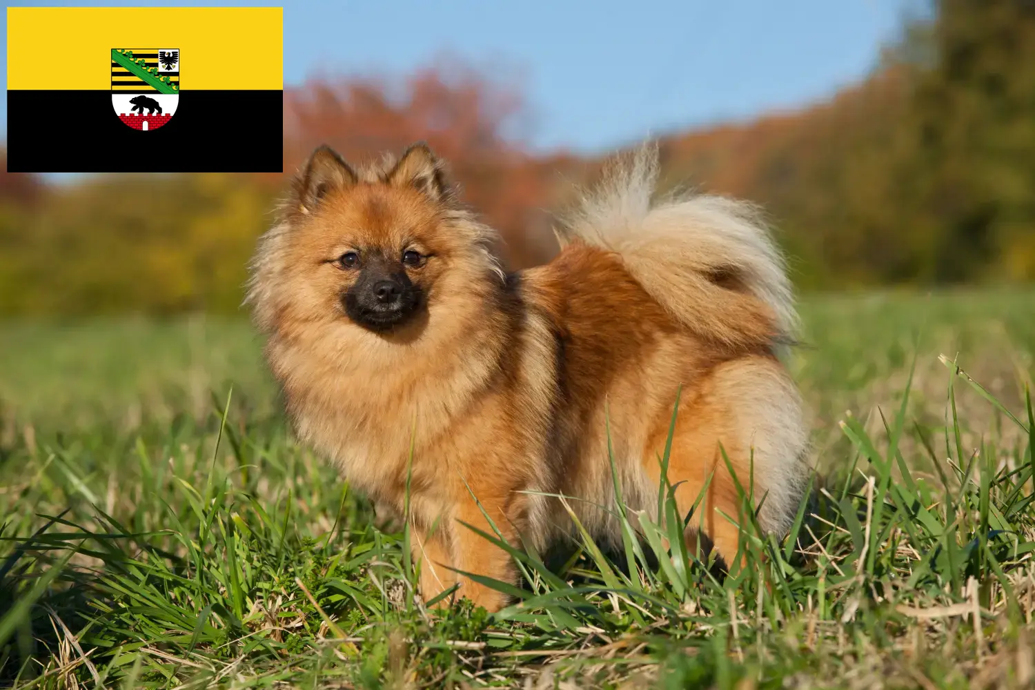 Read more about the article Saxony-Anhalt’da Spitz yetiştiricileri ve köpek yavruları