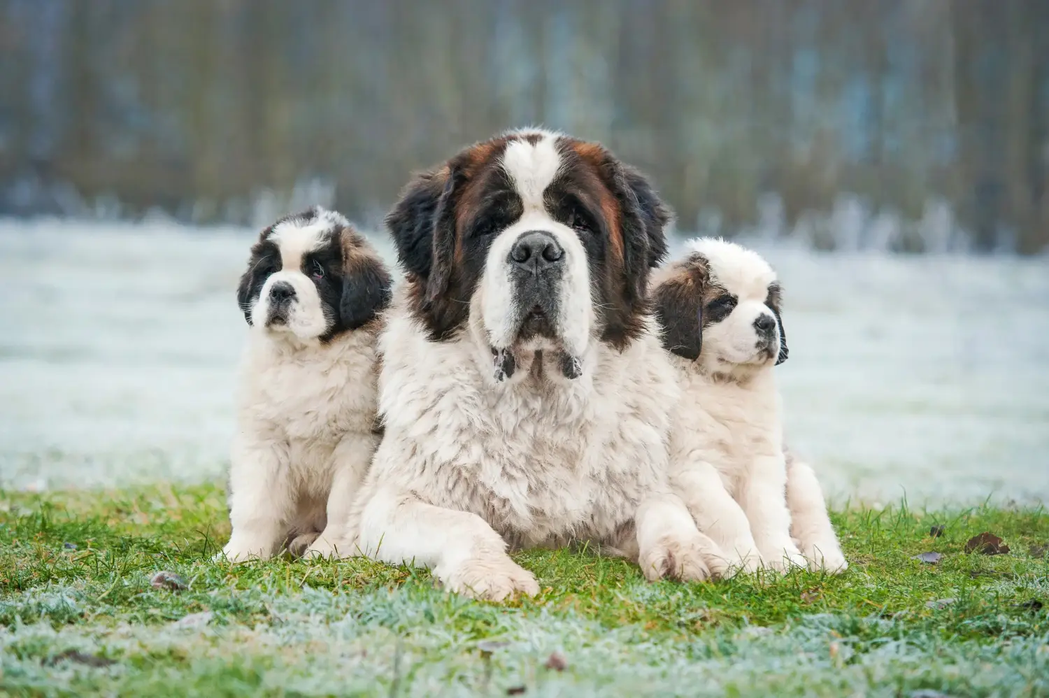 Bir St Bernard yavrusu satın almak sorumluluk almak demektir! St Bernard yavruları satın alın.