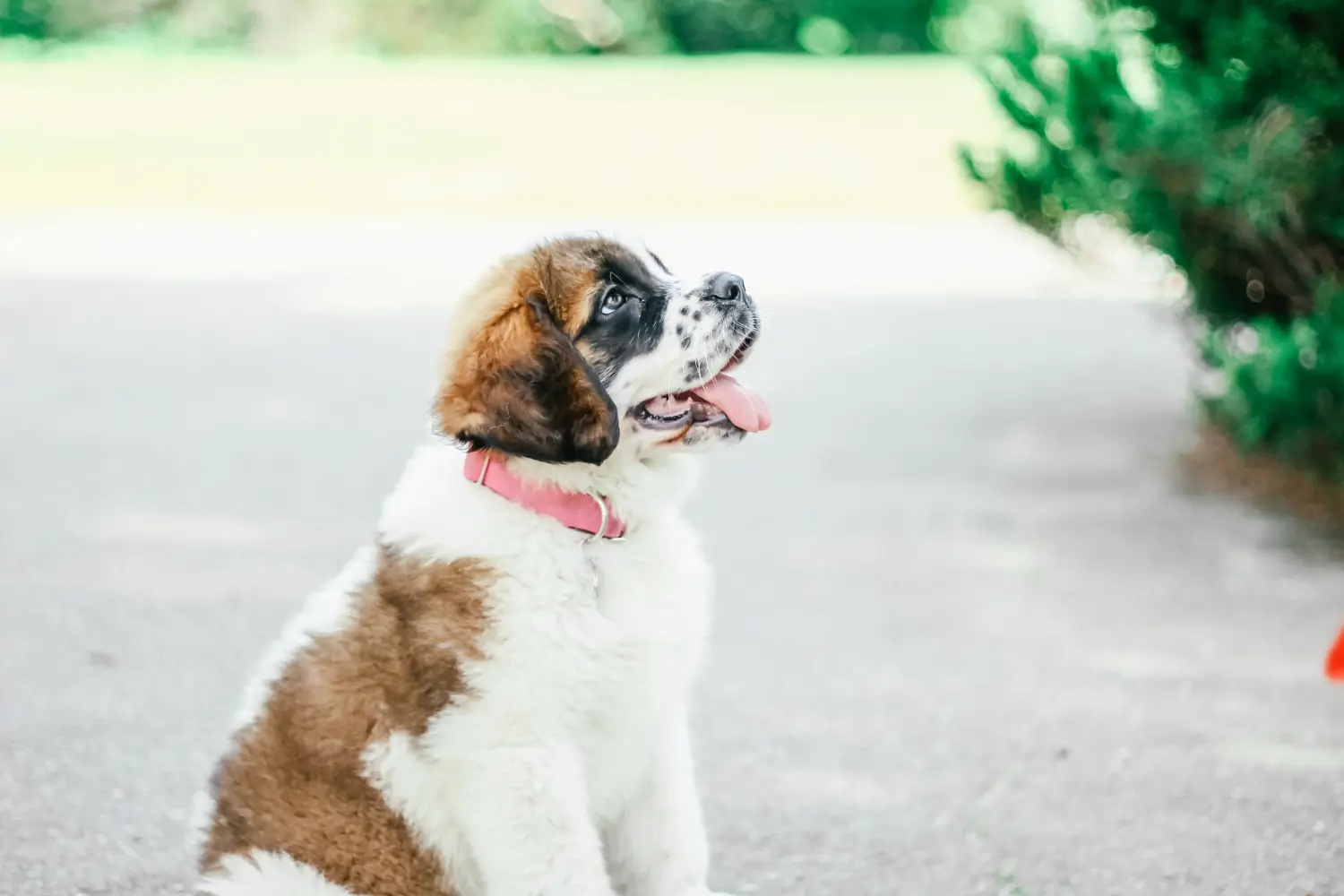 Bir St Bernard yavrusu satın almak sorumluluk almak demektir! St Bernard yavruları satın alın.