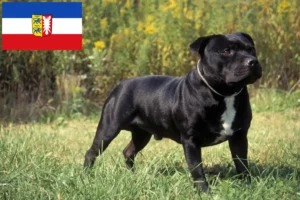 Read more about the article Schleswig-Holstein’da Staffordshire Bull Terrier yetiştiricileri ve köpek yavruları