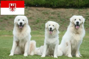 Read more about the article Brandenburg’da Tatra çoban köpeği yetiştiricileri ve köpek yavruları