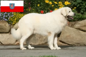 Read more about the article Thüringen’de Tatra çoban köpeği yetiştiricileri ve köpek yavruları