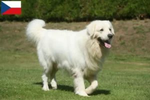 Read more about the article Çek Cumhuriyeti’nde Tatra Çoban Köpeği yetiştiricileri ve yavruları