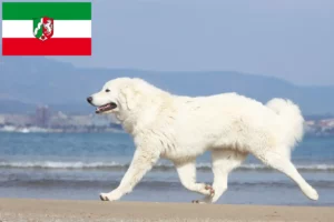 Read more about the article Kuzey Ren-Vestfalya’da Tatra çoban köpeği yetiştiricileri ve yavruları
