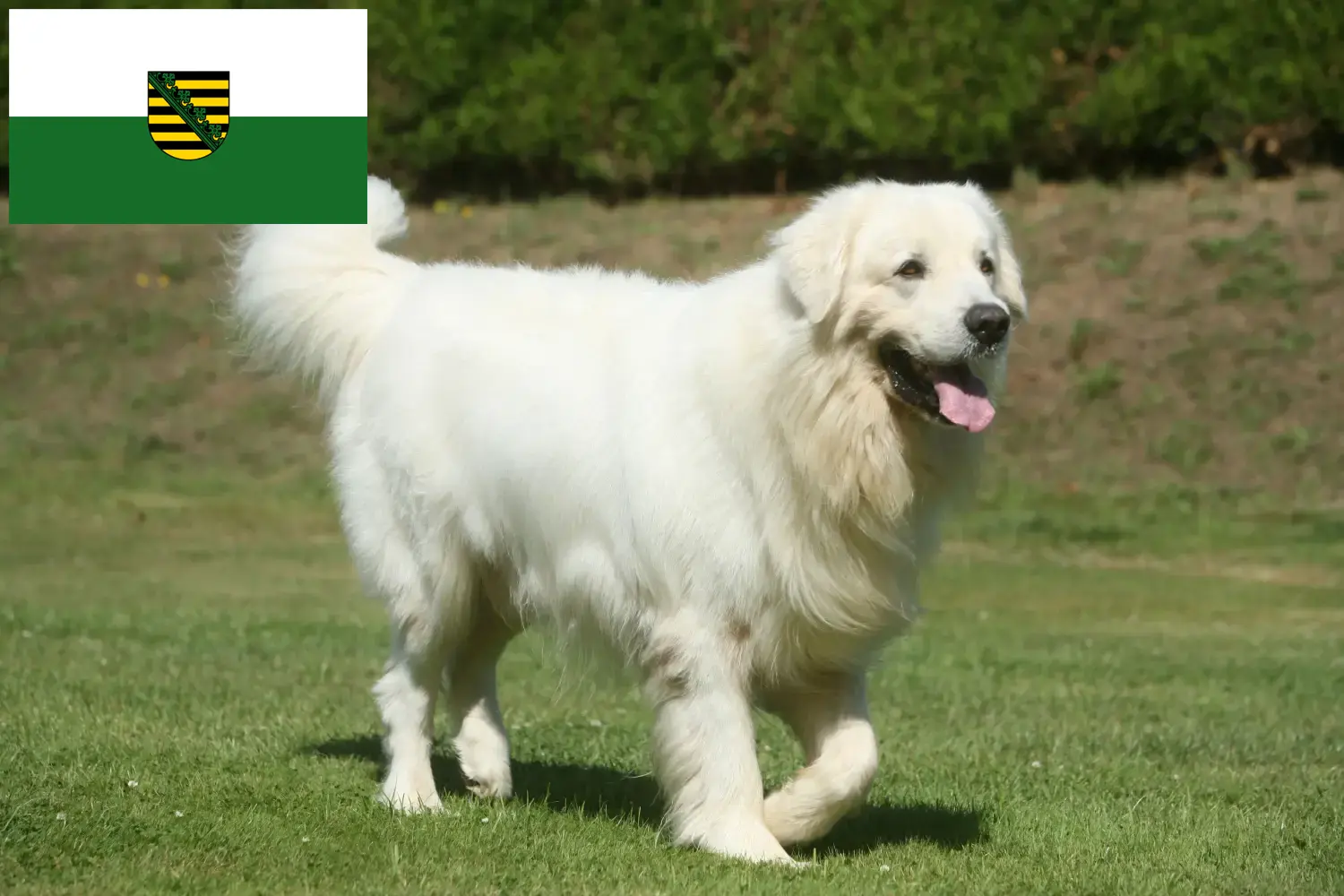 Tatra çoban köpeği yavruları ve yetiştiricileri Saksonya Burada Saksonya'daki Tatra Çoban Köpeği yetiştiricilerini bulacaksınız.