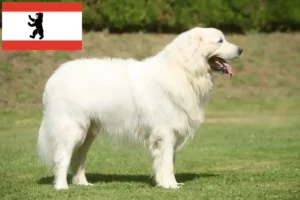 Read more about the article Berlin’de Tatra çoban köpeği yetiştiricileri ve yavruları