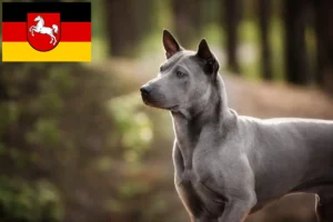 Read more about the article Aşağı Saksonya’da Thai Ridgeback yetiştiricileri ve köpek yavruları