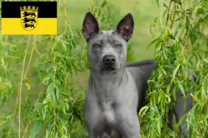 Read more about the article Baden-Württemberg’de Thai Ridgeback yetiştiricileri ve köpek yavruları