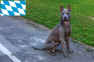 Read more about the article Bavyera’da Thai Ridgeback yetiştiricileri ve köpek yavruları