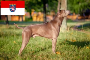 Read more about the article Hessen’de Thai Ridgeback yetiştiricileri ve köpek yavruları