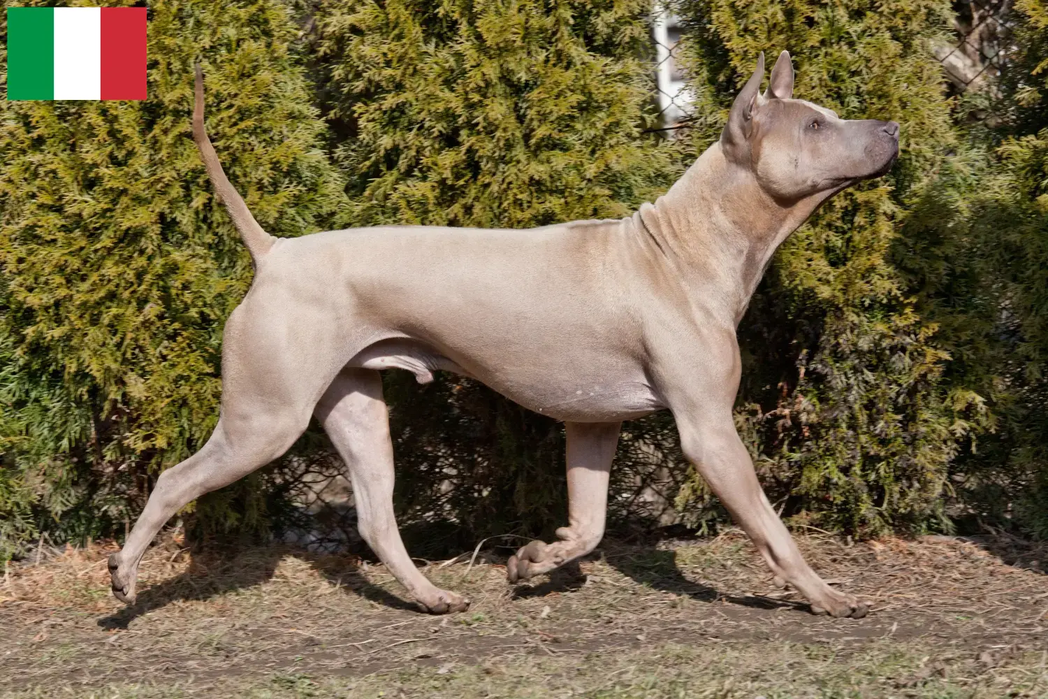 Read more about the article İtalya’da Thai Ridgeback yetiştiricileri ve köpek yavruları