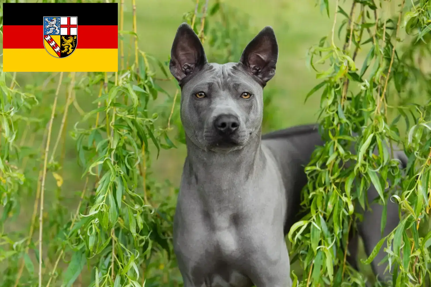 Read more about the article Saarland’da Thai Ridgeback yetiştiricileri ve köpek yavruları