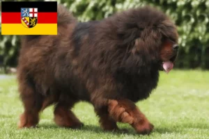 Read more about the article Saarland’da Tibet Köpeği yetiştiricisi ve yavruları