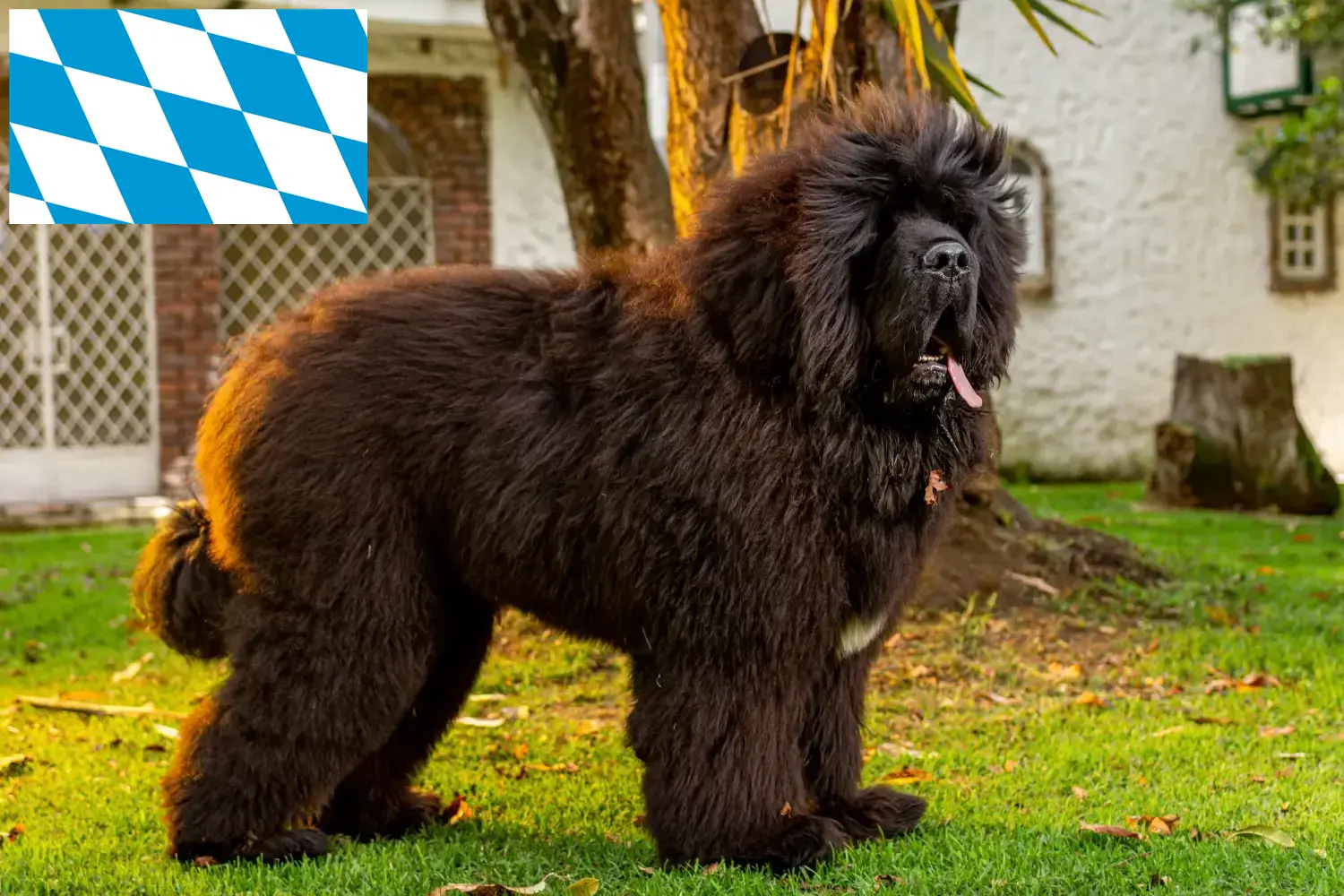 Read more about the article Bavyera’da Tibet Köpeği yetiştiricisi ve yavruları