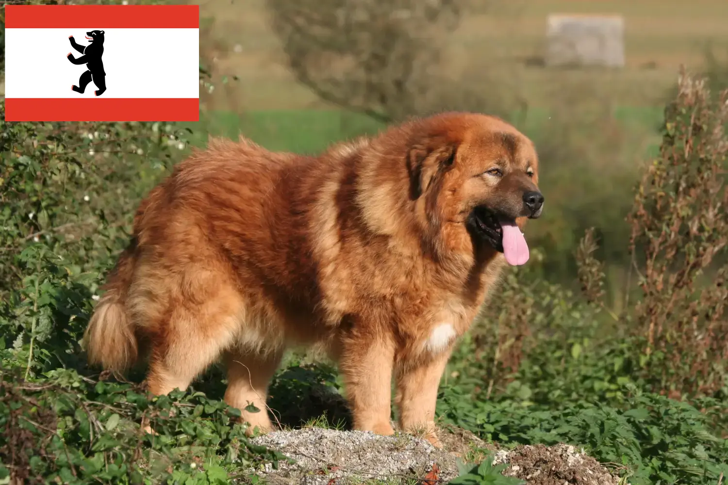Read more about the article Berlin’de Tibet köpeği yetiştiricisi ve yavruları