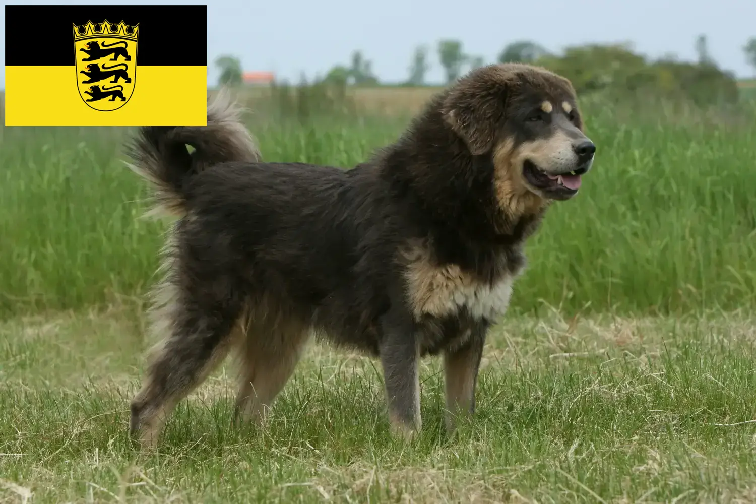 Read more about the article Baden-Württemberg’de Tibet Köpeği yetiştiricisi ve yavruları