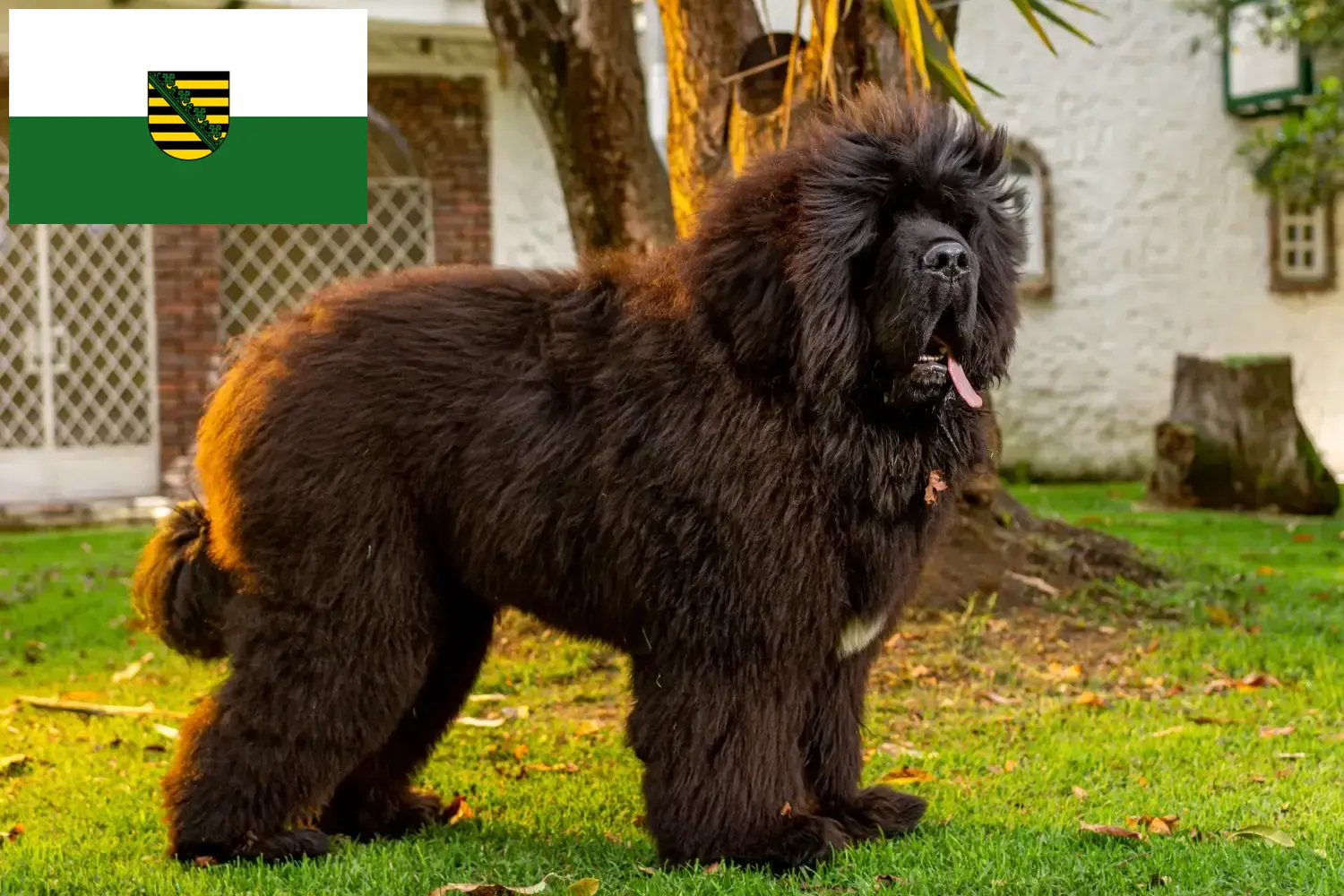 Read more about the article Saksonya’da Tibet Köpeği yetiştiricisi ve yavruları