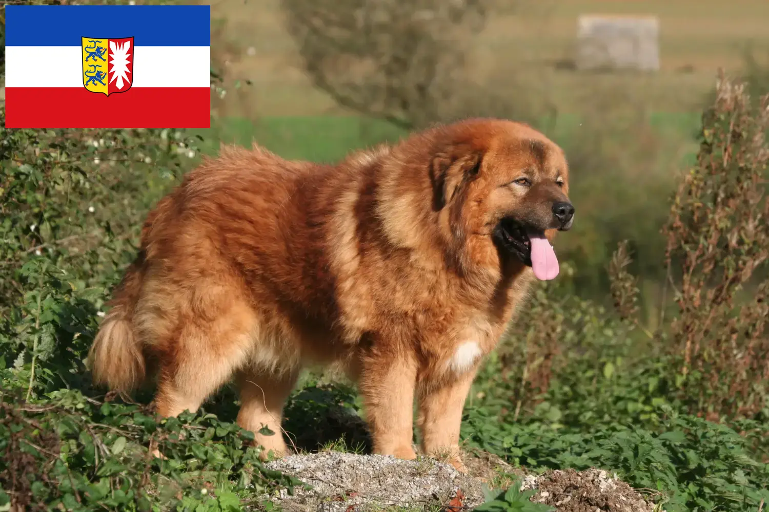 Read more about the article Schleswig-Holstein’da Tibet köpeği yetiştiricisi ve yavruları
