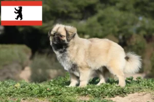 Read more about the article Berlin’de Tibet Spaniel yetiştiricisi ve yavru köpekler