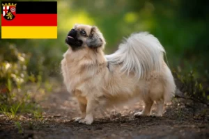Read more about the article Rheinland-Pfalz’da Tibet Spanieli yetiştiricileri ve köpek yavruları