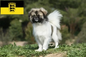 Read more about the article Baden-Württemberg’de Tibet Spanieli yetiştiricileri ve köpek yavruları
