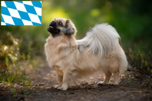 Read more about the article Bavyera’da Tibet Spanieli yetiştiricileri ve köpek yavruları