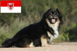 Read more about the article Brandenburg’da Tibet Spanieli yetiştiricileri ve köpek yavruları