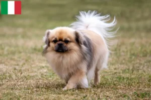 Read more about the article İtalya’da Tibet Spanieli yetiştiricileri ve köpek yavruları