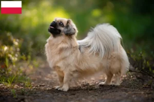 Read more about the article Polonya’da Tibet Spanieli yetiştiricileri ve köpek yavruları
