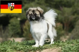 Read more about the article Saarland’da Tibet Spaniel yetiştiricileri ve köpek yavruları