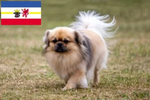 Read more about the article Mecklenburg-Vorpommern’de Tibet Spaniel yetiştiricileri ve köpek yavruları