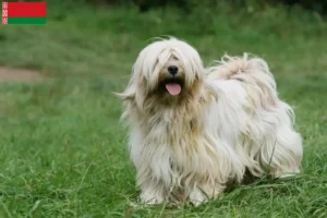 Read more about the article Belarus’ta Tibet Teriyeri yetiştiricileri ve köpek yavruları