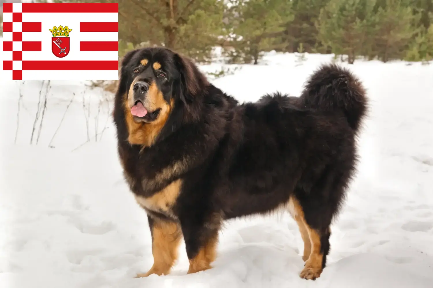 Read more about the article Bremen’de Tibet Köpeği yetiştiricisi ve yavruları