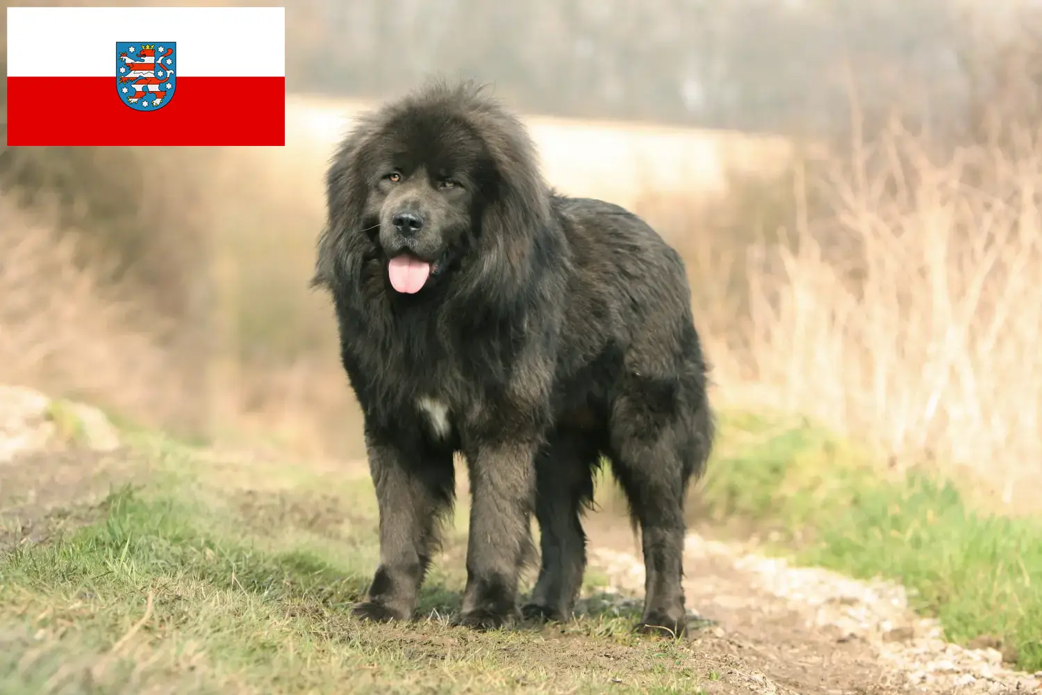 Read more about the article Thüringen’de Tibet Köpeği yetiştiricisi ve yavruları