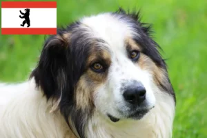 Read more about the article Berlin’de Tornjak yetiştiricileri ve köpek yavruları