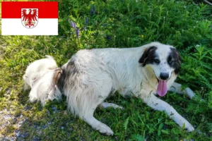 Read more about the article Brandenburg’da Tornjak yetiştiricileri ve köpek yavruları