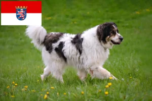 Read more about the article Hessen’de Tornjak yetiştiricileri ve köpek yavruları