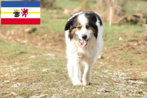 Read more about the article Mecklenburg-Vorpommern’de Tornjak yetiştiricileri ve köpek yavruları