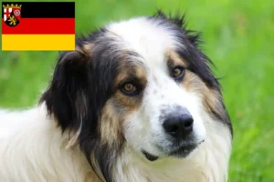 Read more about the article Rheinland-Pfalz’da Tornjak yetiştiricileri ve köpek yavruları