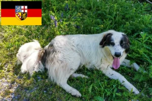 Read more about the article Saarland’da Tornjak yetiştiricileri ve köpek yavruları
