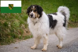 Read more about the article Saksonya’da Tornjak yetiştiricileri ve köpek yavruları