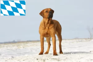 Read more about the article Bavyera’da Tosa yetiştiricileri ve köpek yavruları